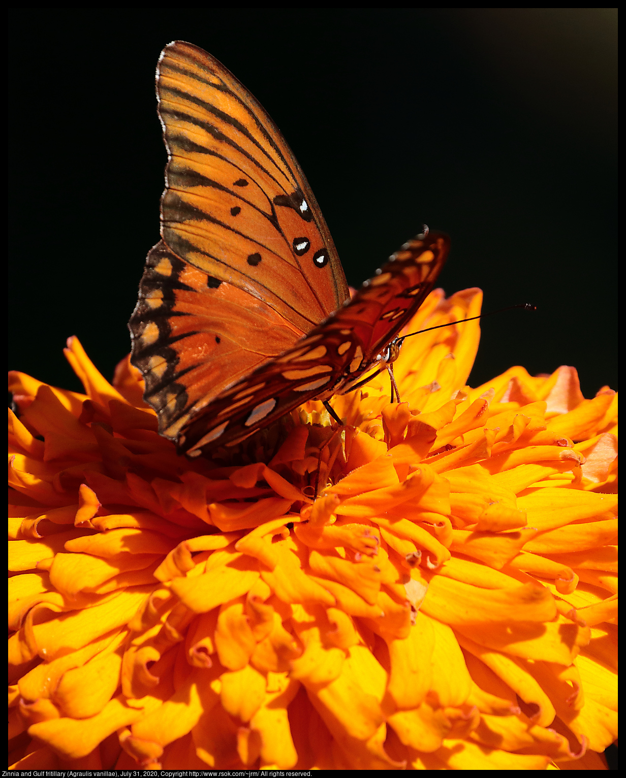 Zinnia and Gulf fritillary (Agraulis vanillae), July 31, 2020