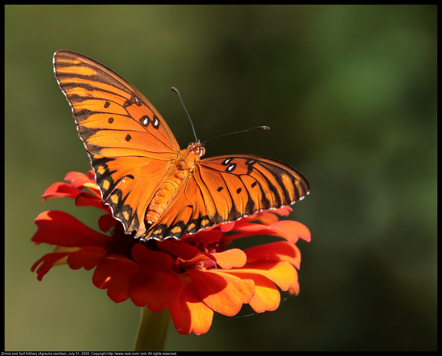 Zinnia and Gulf fritillary (Agraulis vanillae), July 31, 2020