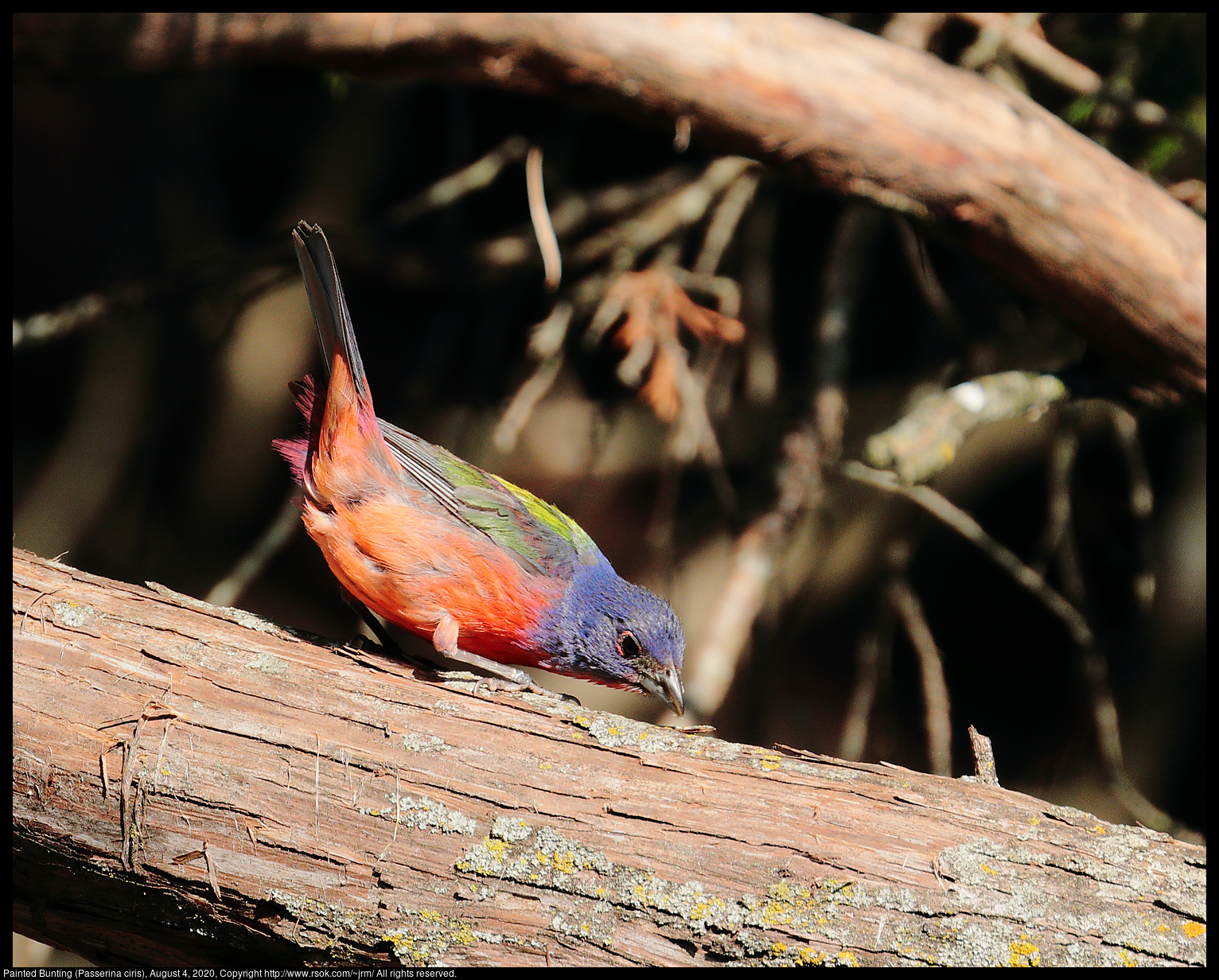 Painted Bunting (Passerina ciris), August 4, 2020