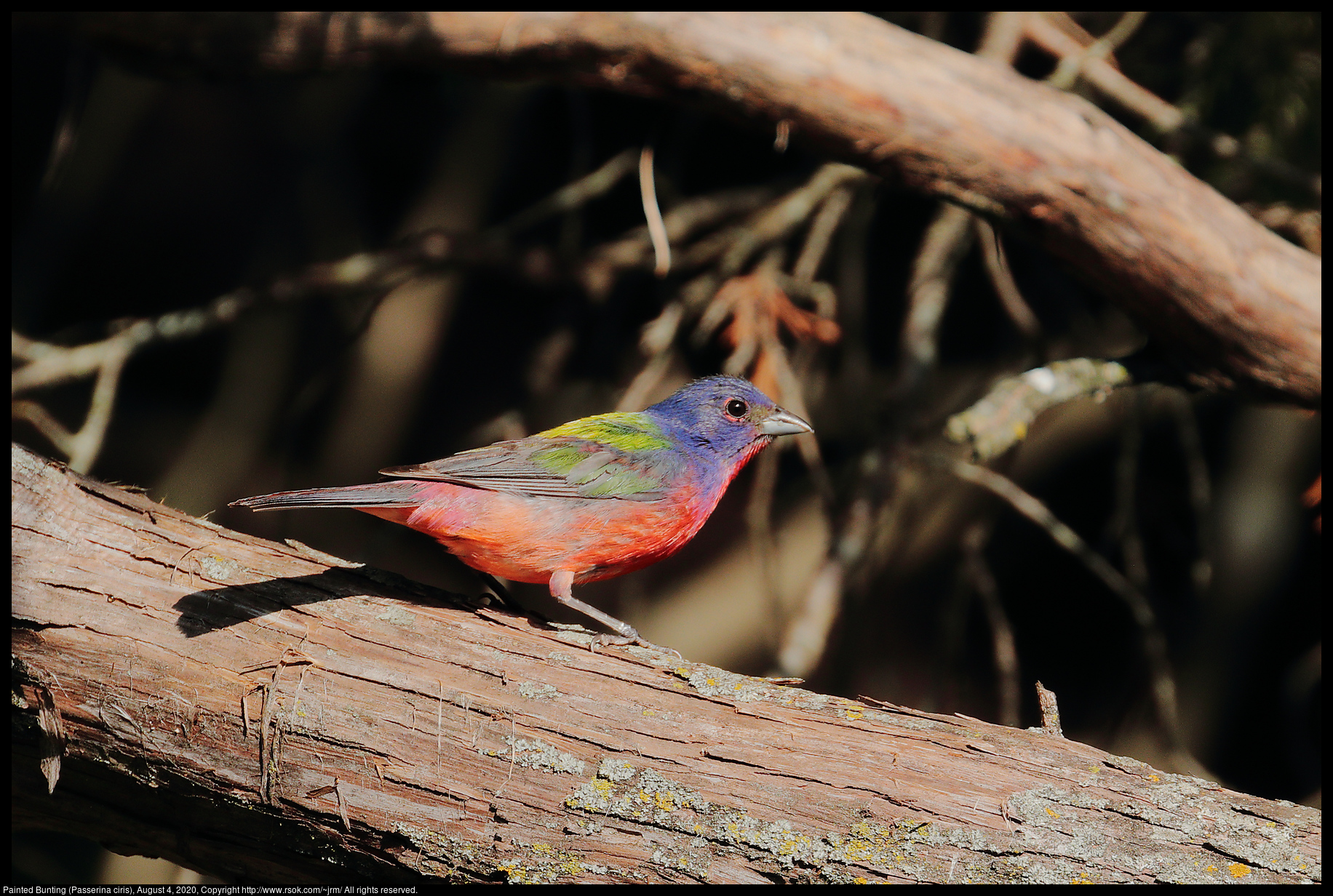 Painted Bunting (Passerina ciris), August 4, 2020