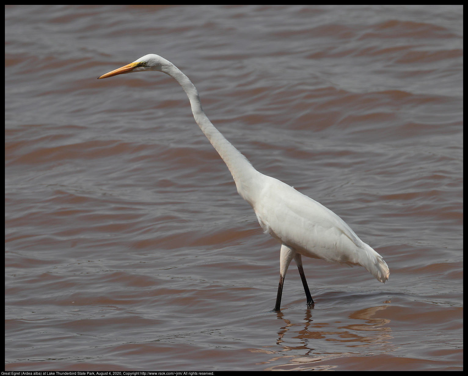 Great Egret (Ardea alba) at Lake Thunderbird State Park, August 4, 2020