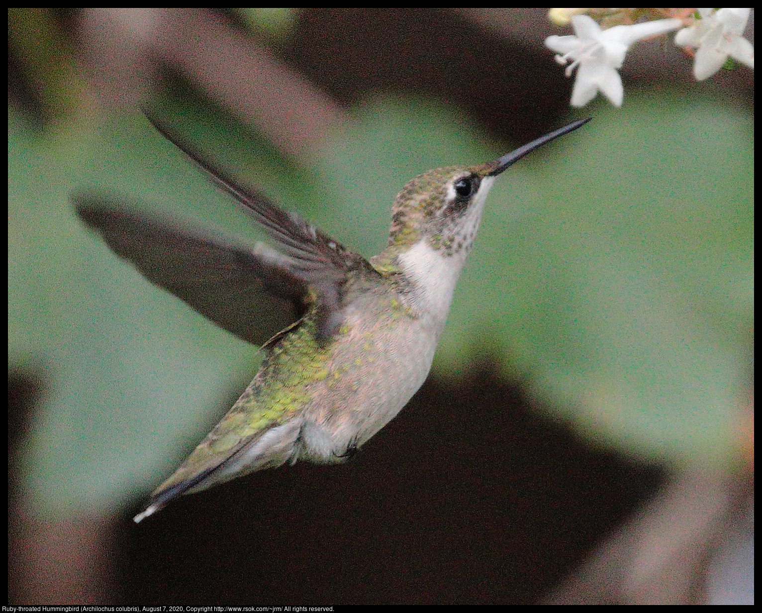 Ruby-throated Hummingbird (Archilochus colubris), August 7, 2020