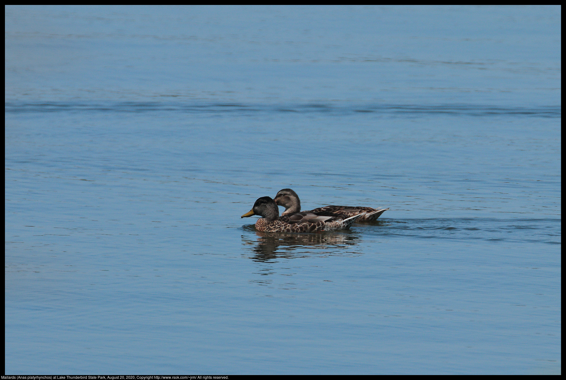 Mallards (Anas platyrhynchos) at Lake Thunderbird State Park, August 20, 2020