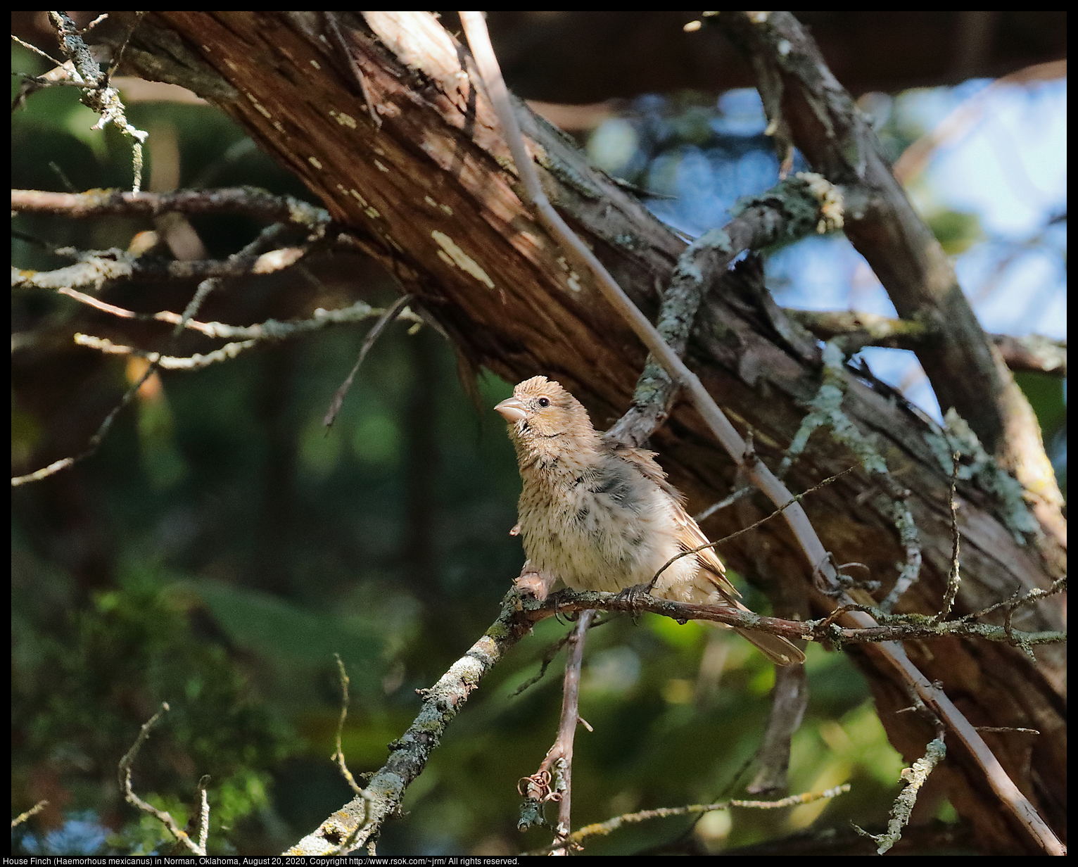 House Finch (Haemorhous mexicanus) in Norman, Oklahoma, August 20, 2020