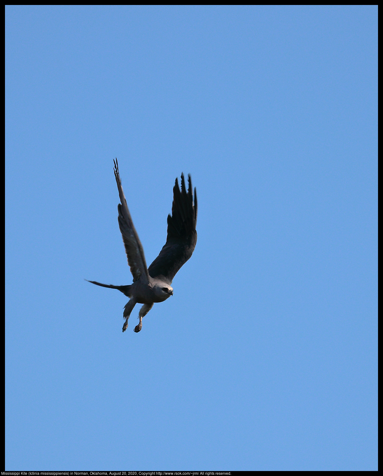 Mississippi Kite (Ictinia mississippiensis) in Norman, Oklahoma, August 20, 2020