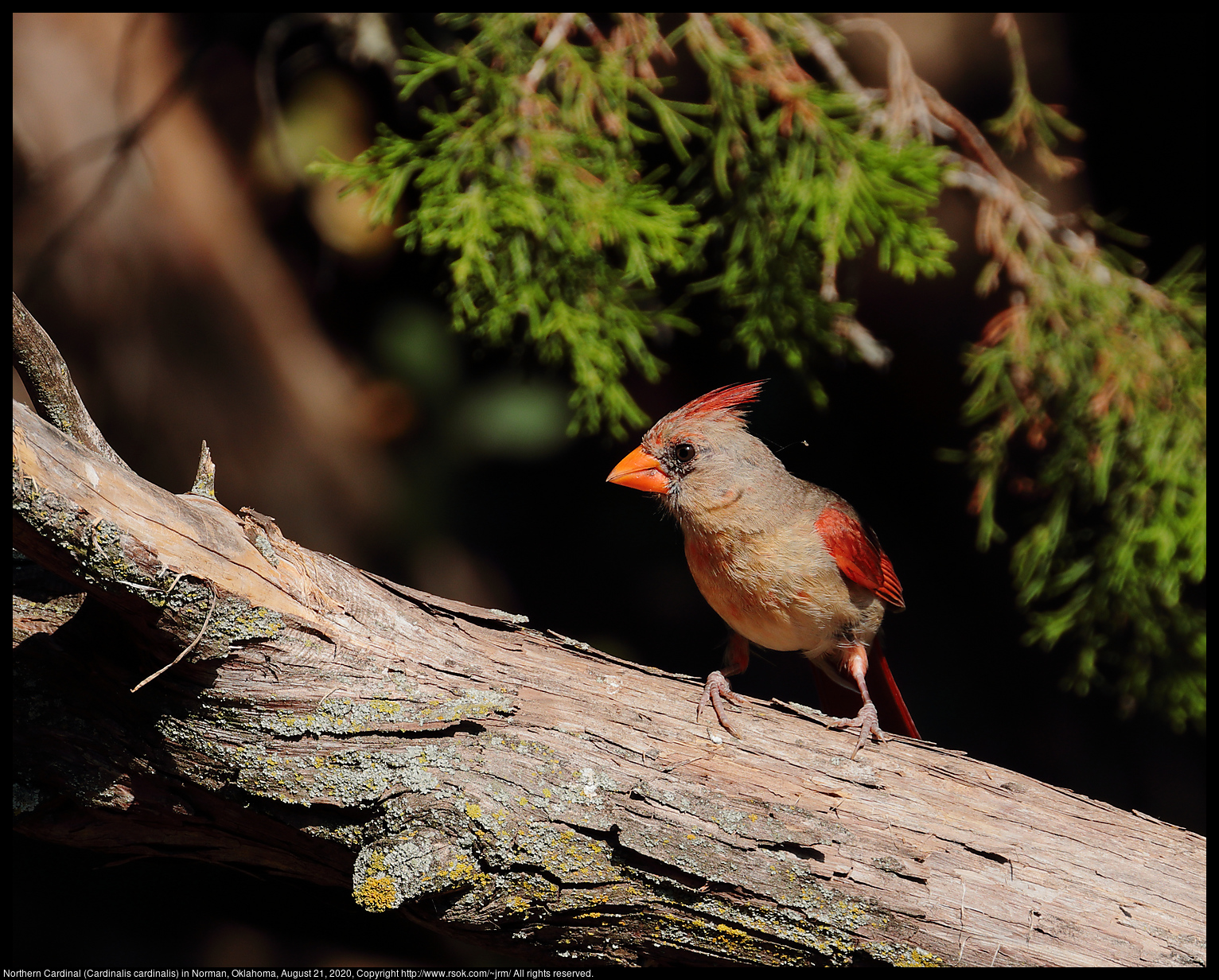 Northern Cardinal (Cardinalis cardinalis) in Norman, Oklahoma, August 21, 2020