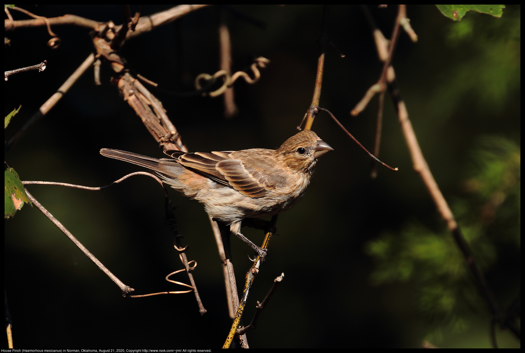 House Finch (Haemorhous mexicanus) in Norman, Oklahoma, August 21, 2020