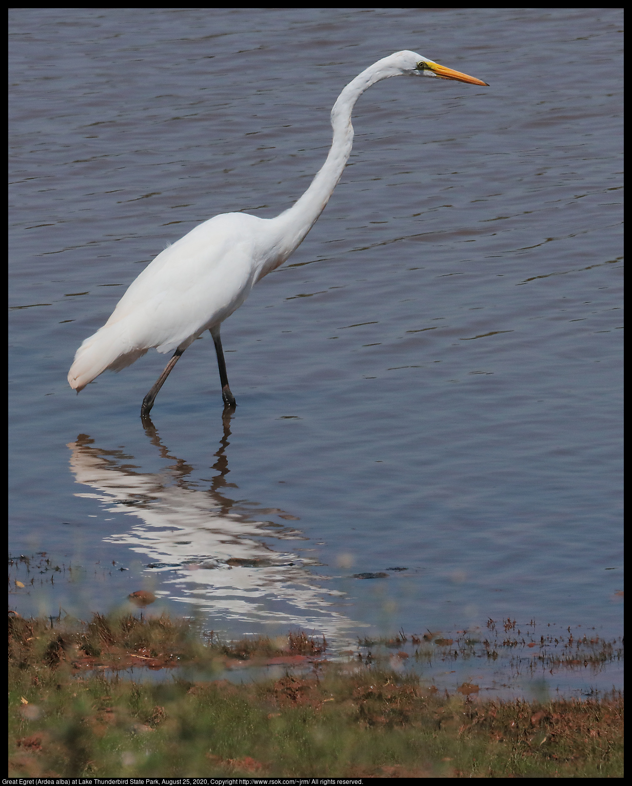 Great Egret (Ardea alba) at Lake Thunderbird State Park, August 25, 2020