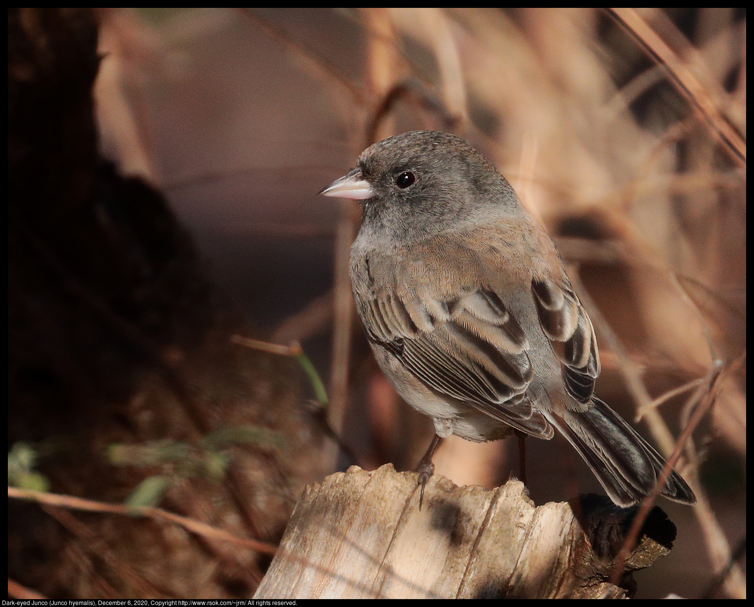 Dark-eyed Junco (Junco hyemalis), December 6, 2020