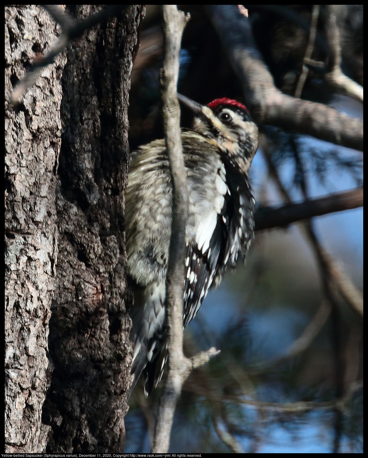 Yellow-bellied Sapsucker (Sphyrapicus varius), December 11, 2020