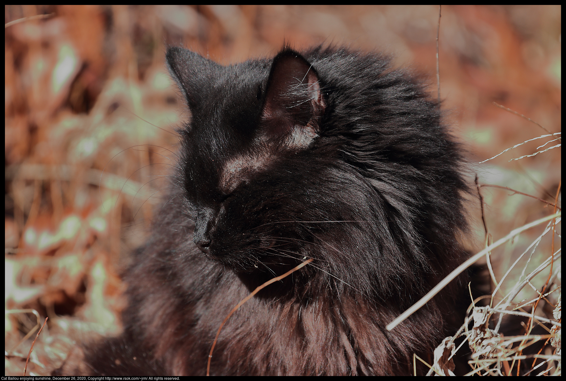 Cat Ballou enjoying sunshine, December 26, 2020