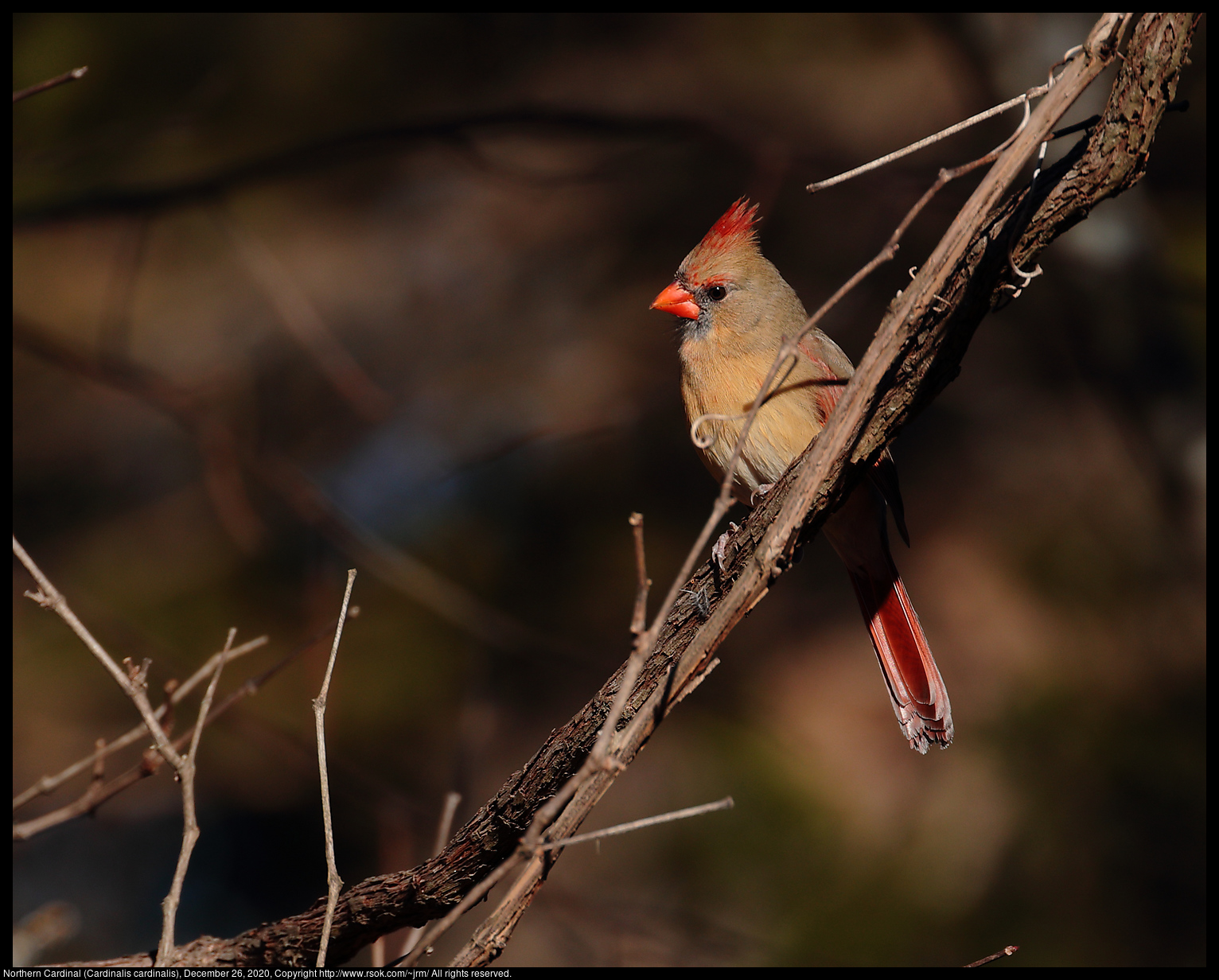 Northern Cardinal (Cardinalis cardinalis), December 26, 2020