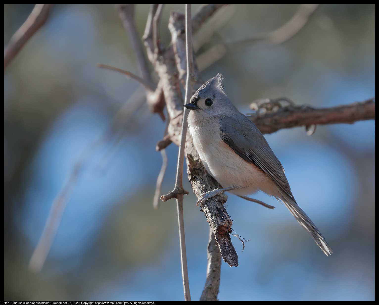 Tufted Titmouse (Baeolophus bicolor), December 26, 2020