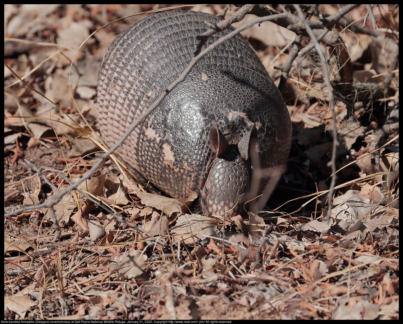 Nine-banded Armadillo (Dasypus novemcinctus) at Salt Plains National Wildlife Refuge, January 31, 2020