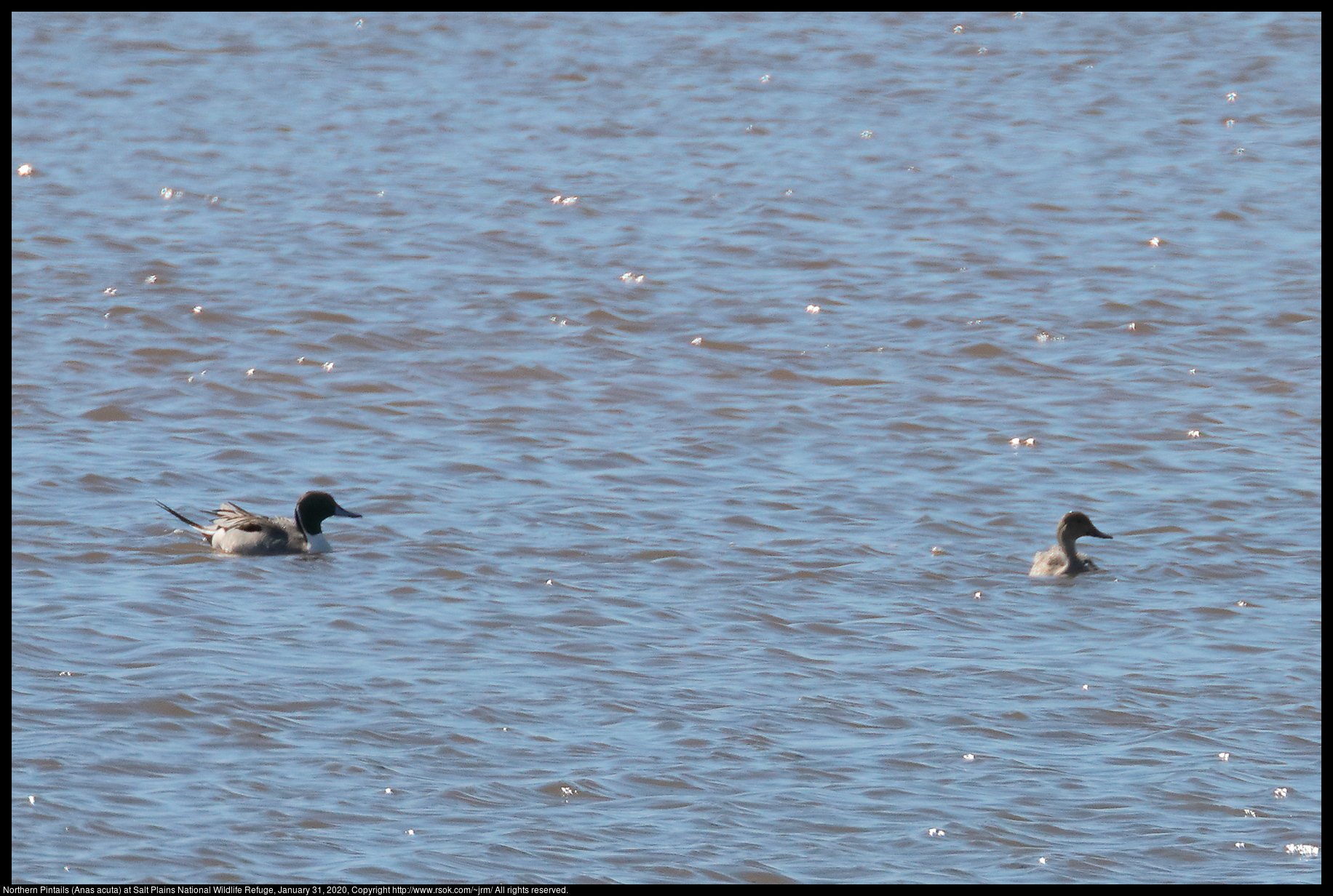 Northern Pintails (Anas acuta) at Salt Plains National Wildlife Refuge, January 31, 2020