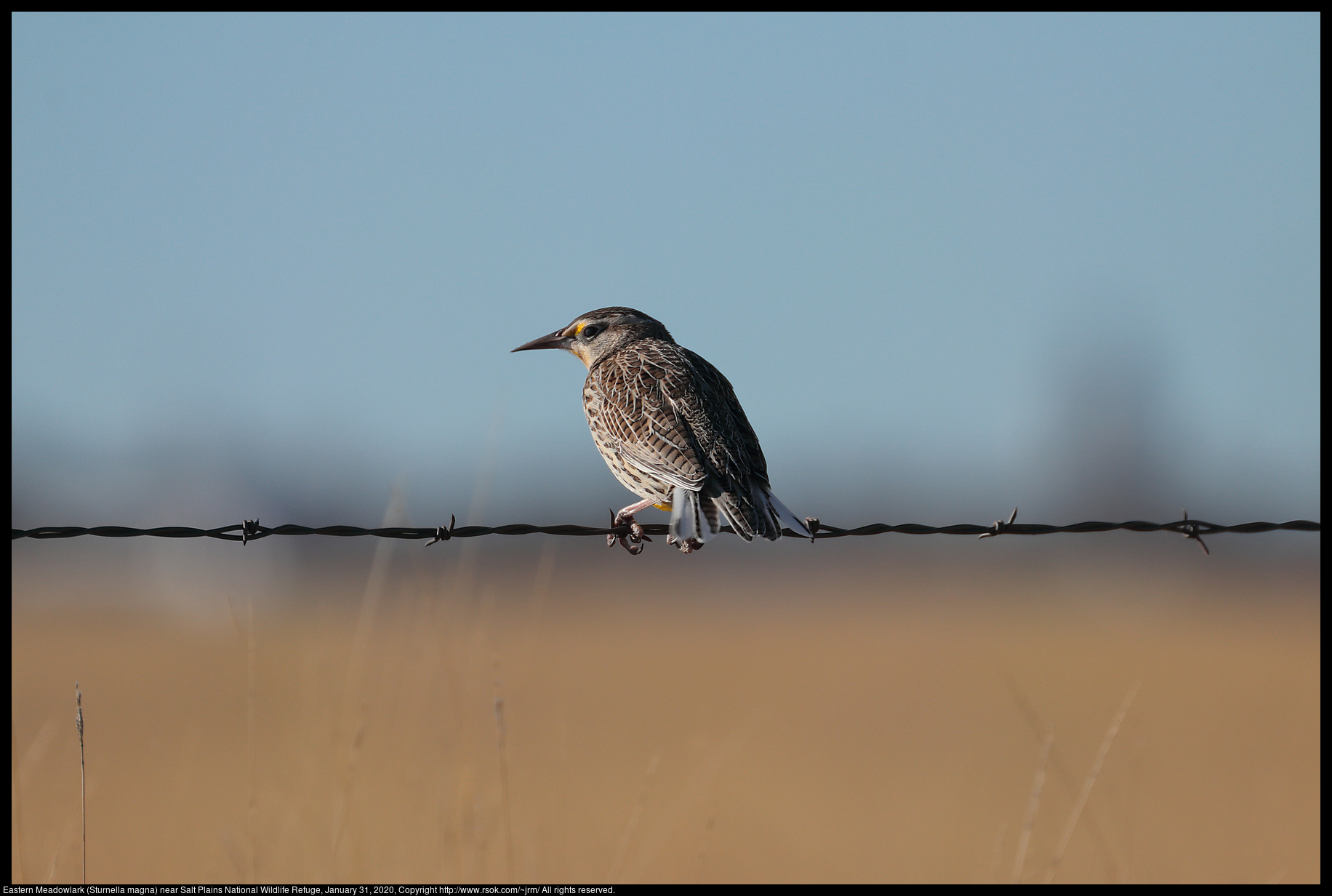 Eastern Meadowlark (Sturnella magna) near Salt Plains National Wildlife Refuge, January 31, 2020