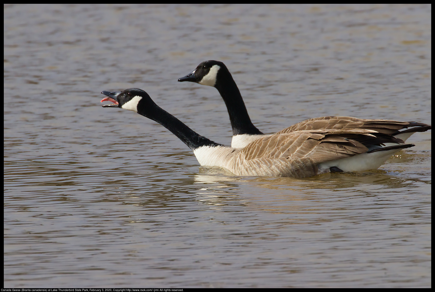 Canada Geese (Branta canadensis) at Lake Thunderbird State Park, February 3, 2020