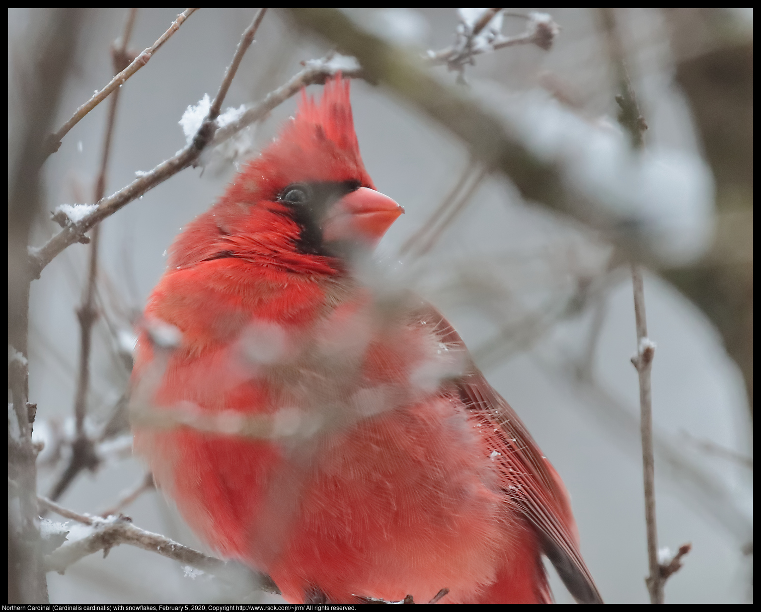 Northern Cardinal (Cardinalis cardinalis) with snowflakes, February 5, 2020