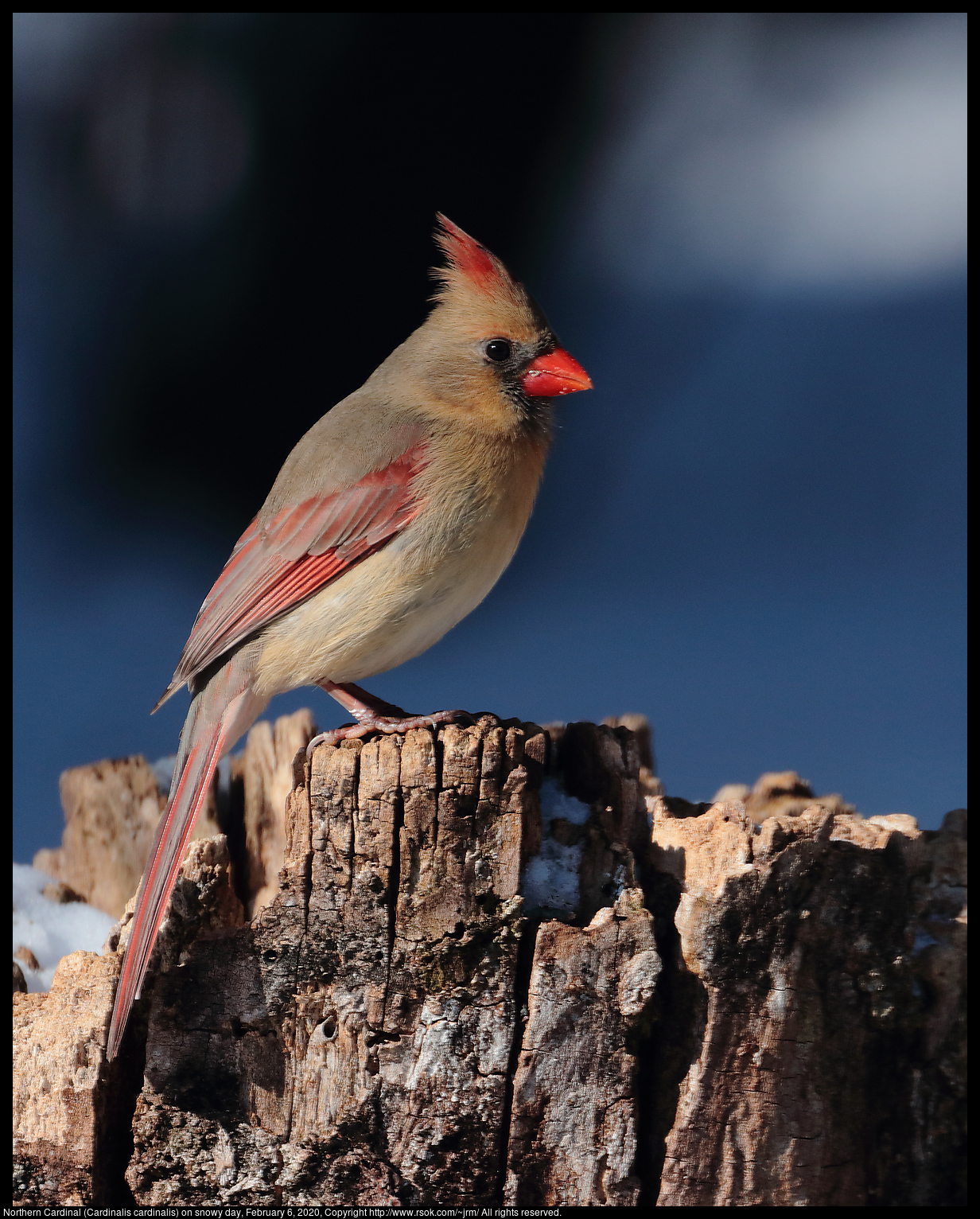 Northern Cardinal (Cardinalis cardinalis) on snowy day, February 6, 2020