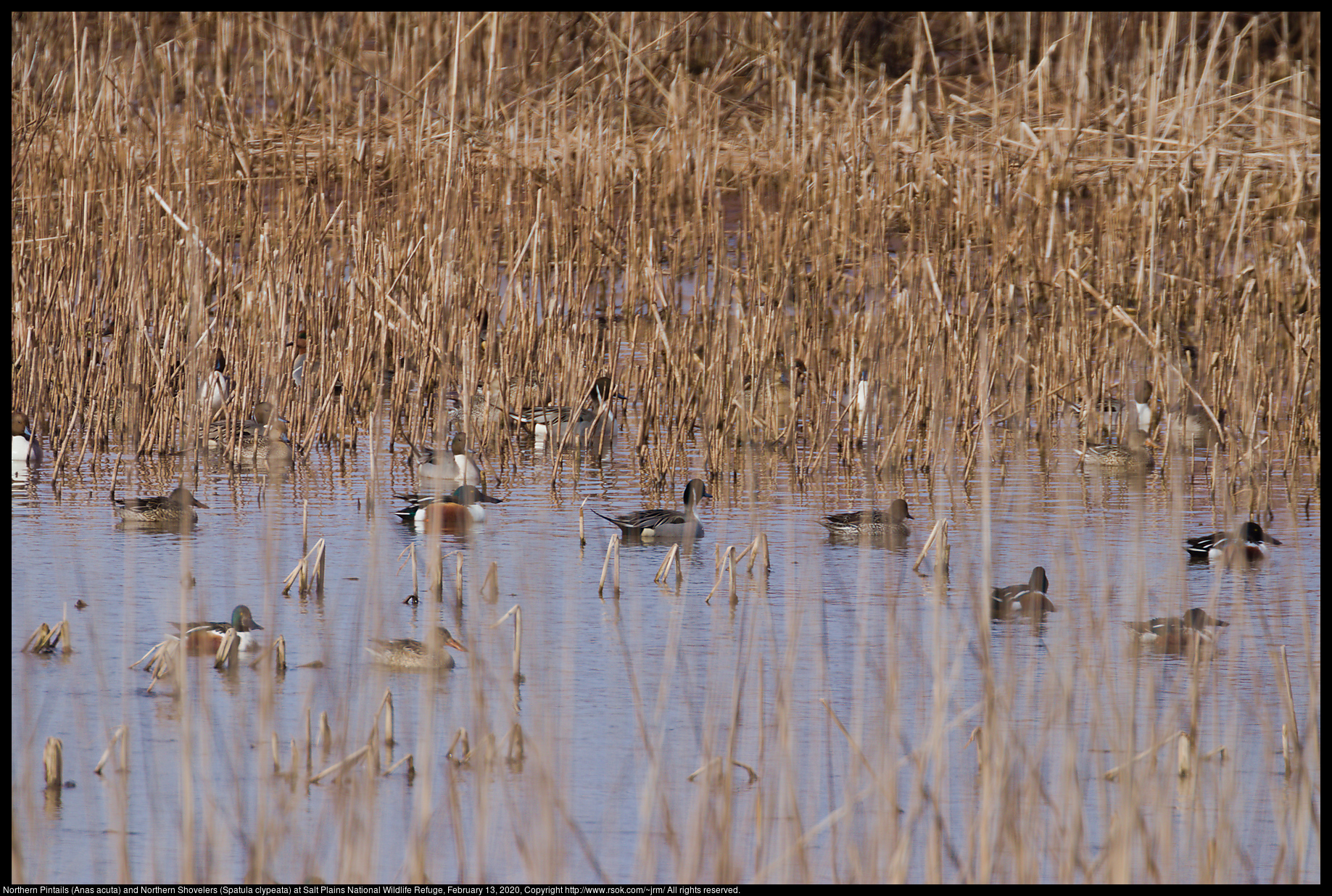 Northern Pintails (Anas acuta) and Northern Shovelers (Spatula clypeata) at Salt Plains National Wildlife Refuge, February 13, 2020