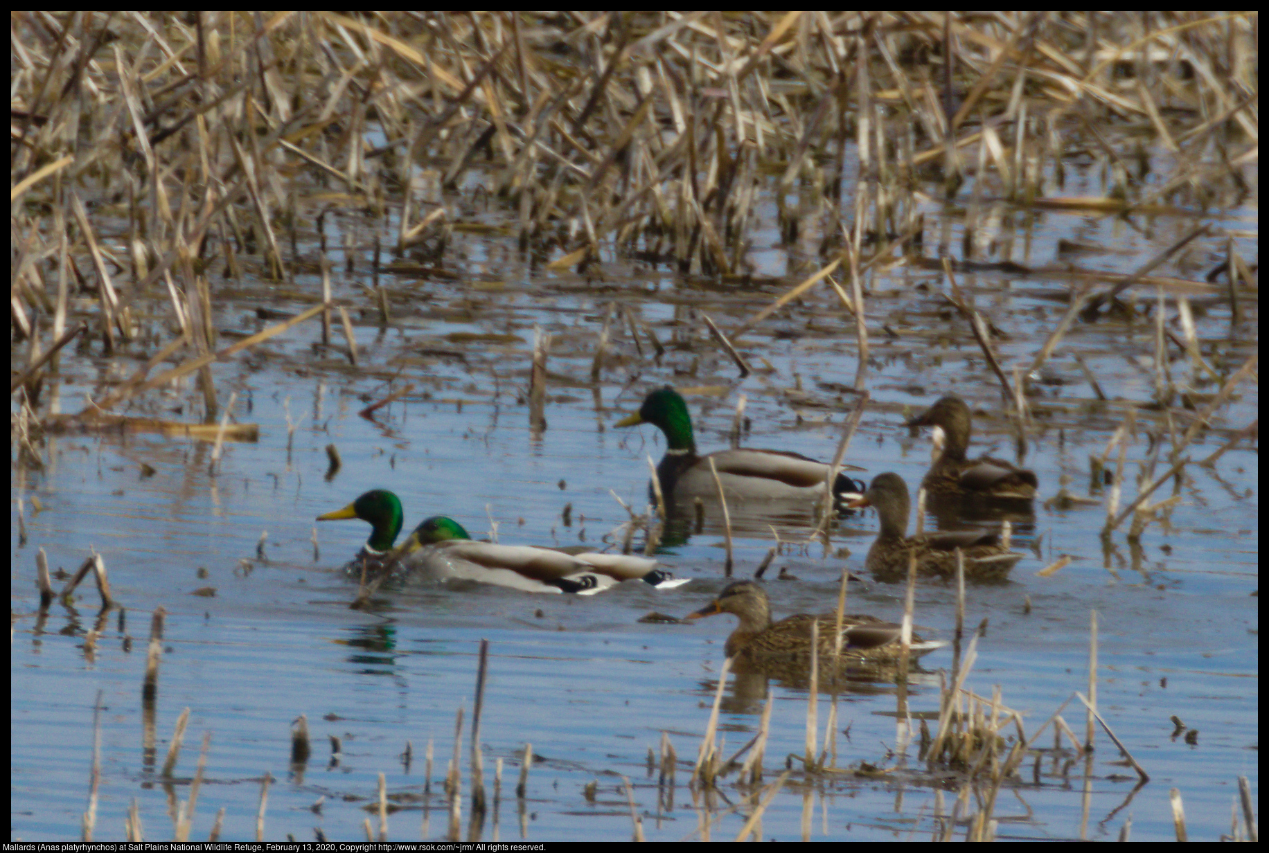 Mallards (Anas platyrhynchos) at Salt Plains National Wildlife Refuge, February 13, 2020