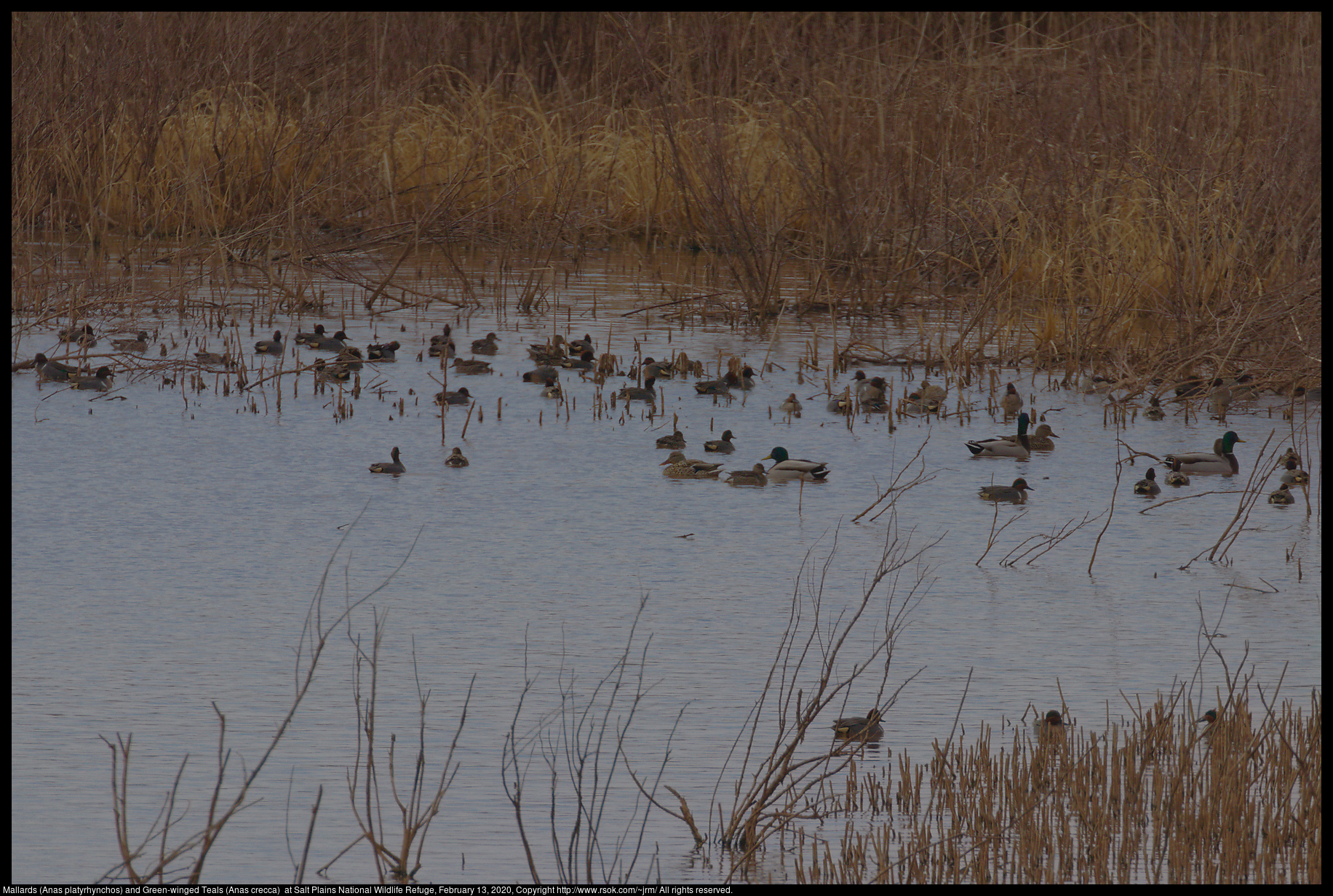 Mallards (Anas platyrhynchos) and Green-winged Teals (Anas crecca)  at Salt Plains National Wildlife Refuge, February 13, 2020