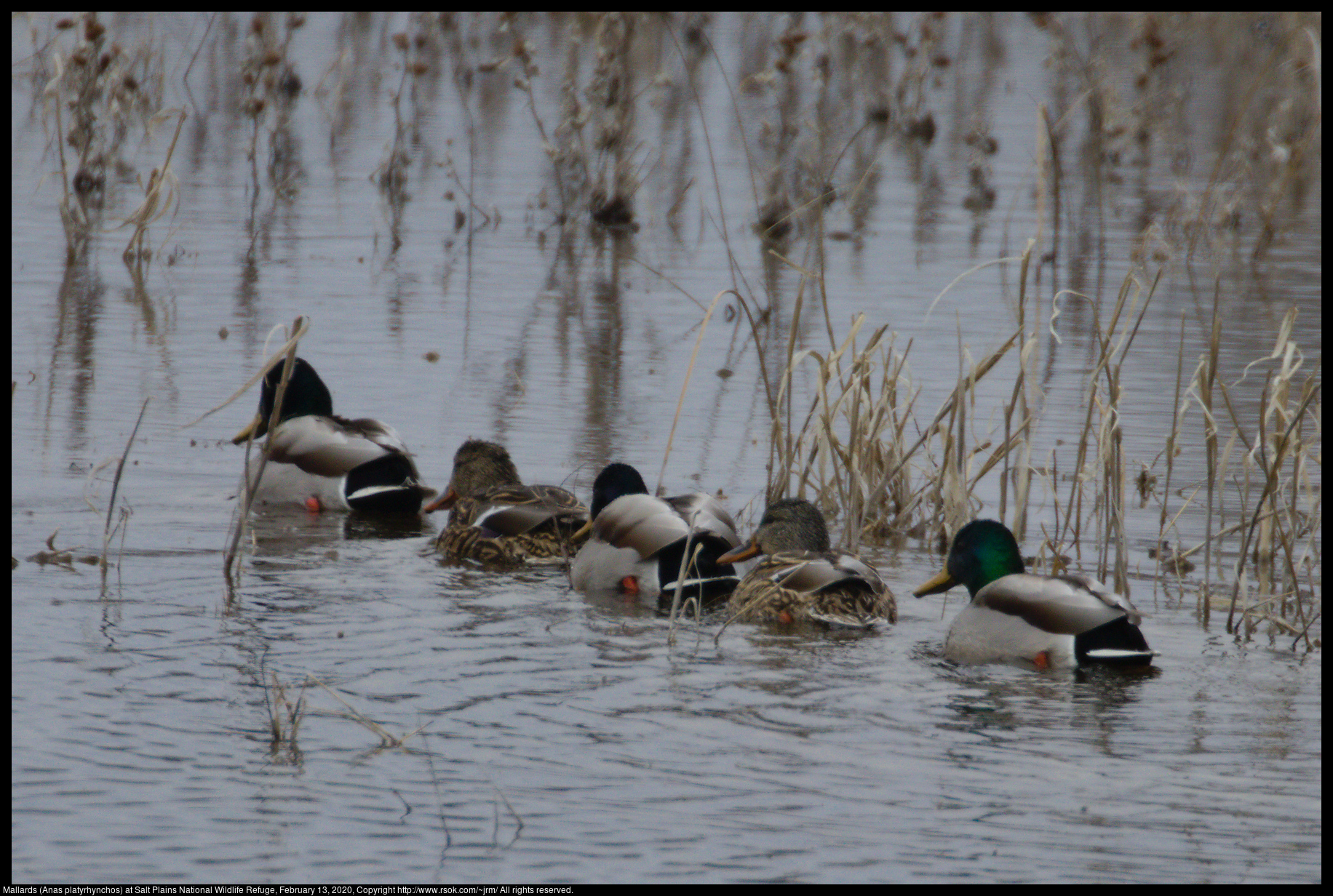 Mallards (Anas platyrhynchos) at Salt Plains National Wildlife Refuge, February 13, 2020