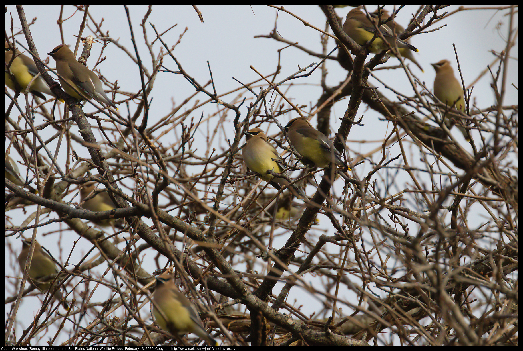 Cedar Waxwings (Bombycilla cedrorum) at Salt Plains National Wildlife Refuge, February 13, 2020