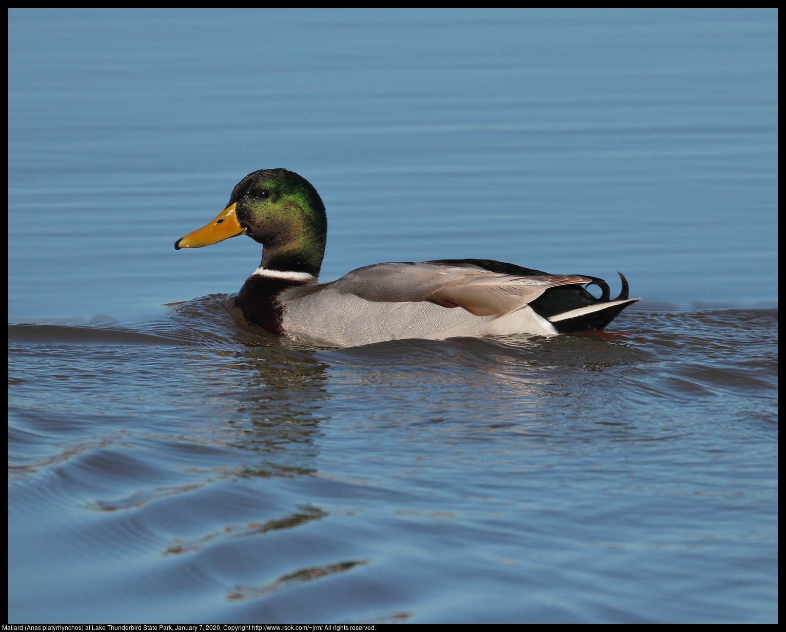 Mallard (Anas platyrhynchos) at Lake Thunderbird State Park, January 7, 2020