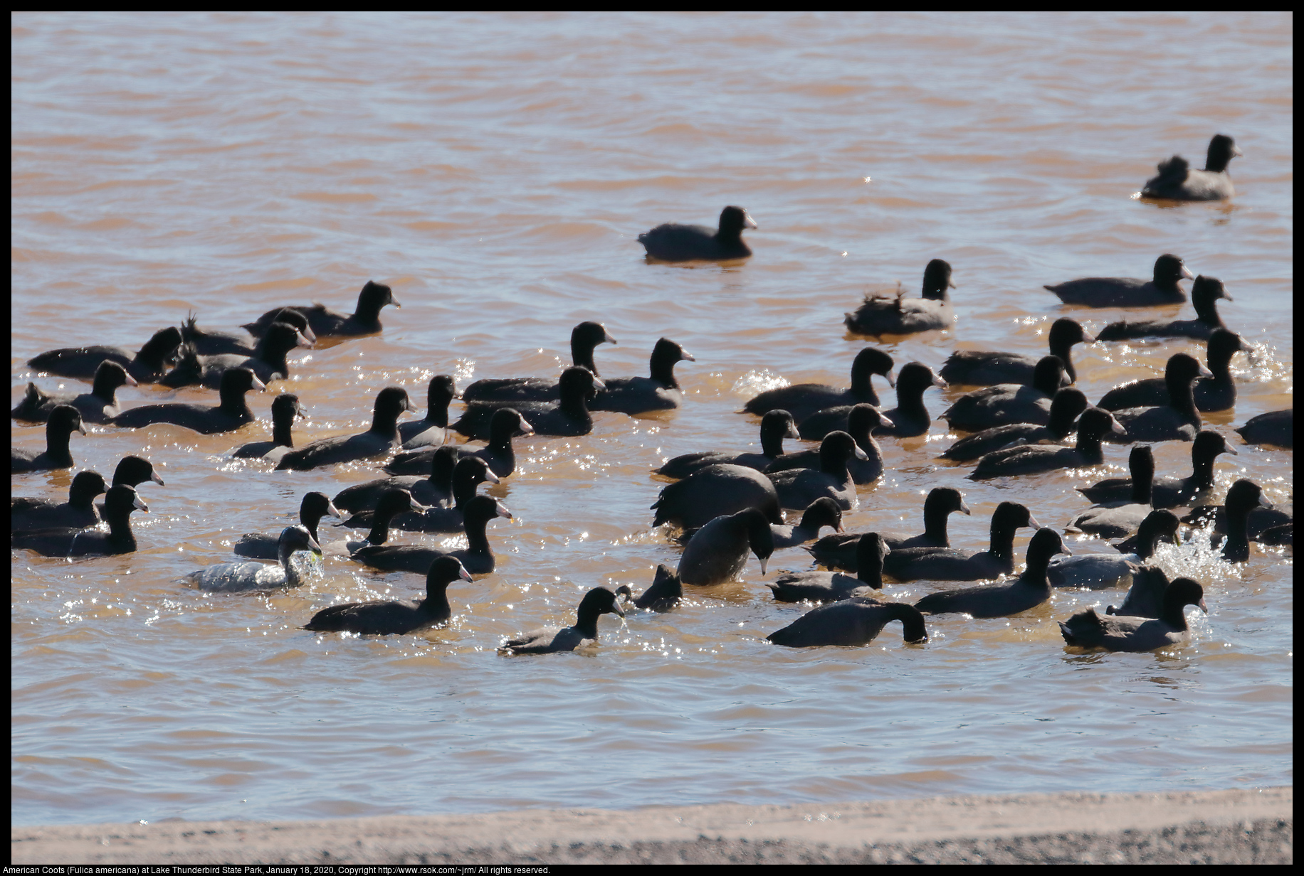 American Coots (Fulica americana) at Lake Thunderbird State Park, January 18, 2020