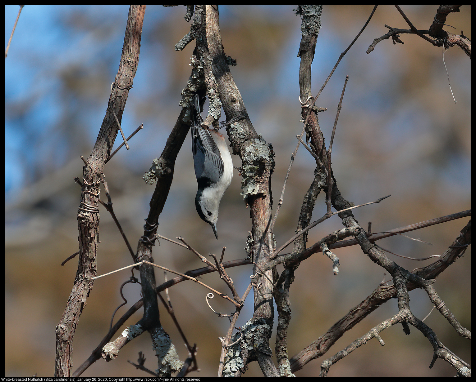 White-breasted Nuthatch (Sitta carolinensis), January 26, 2020