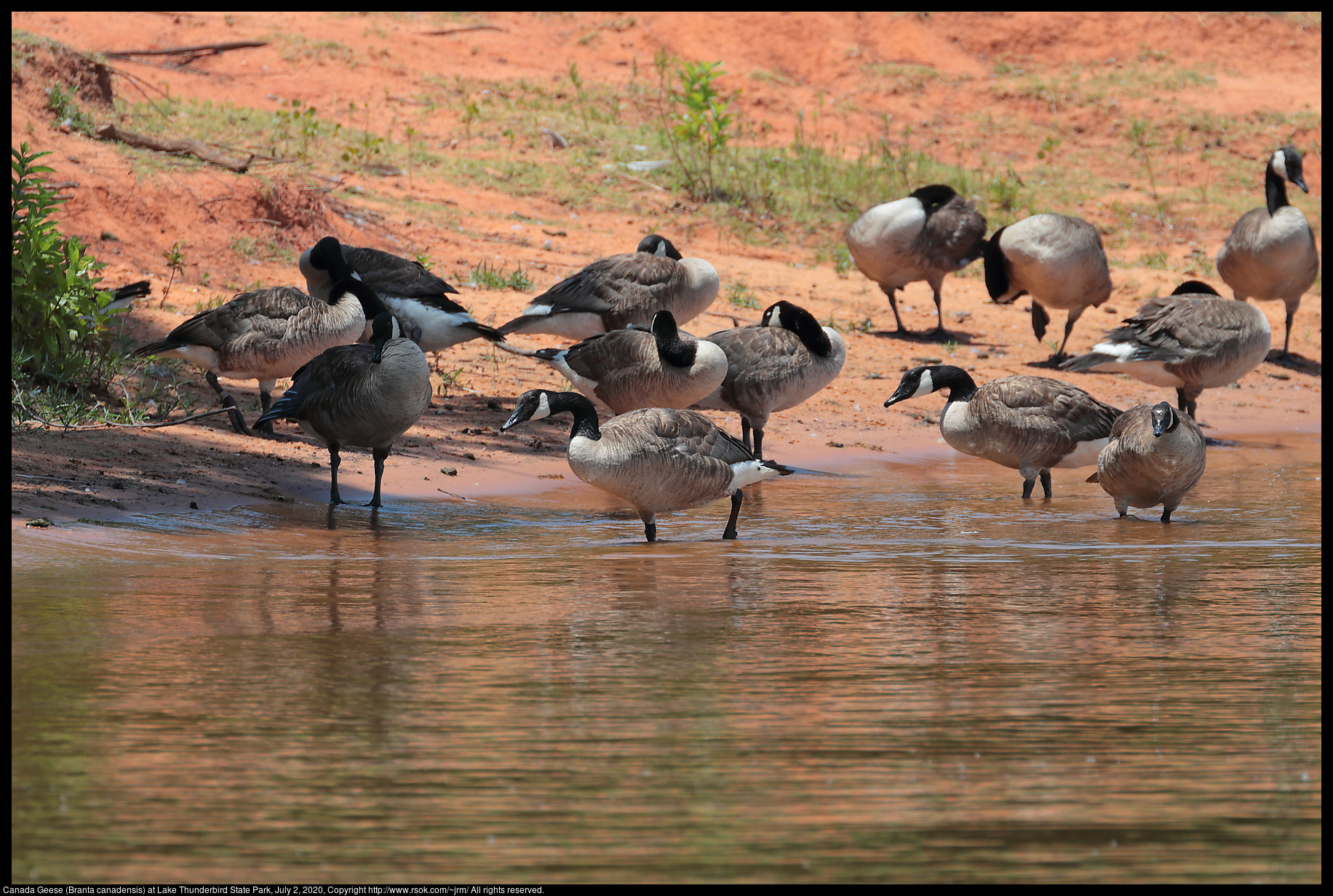 Canada Geese (Branta canadensis) at Lake Thunderbird State Park, July 2, 2020