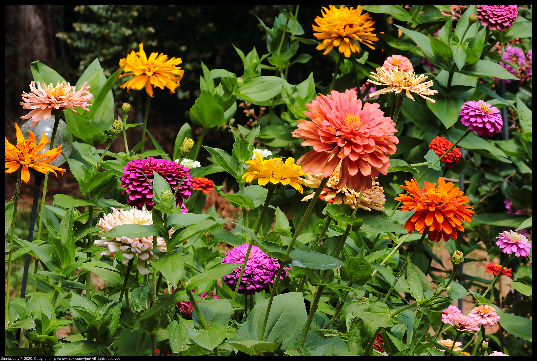 Zinnia, July 7, 2020