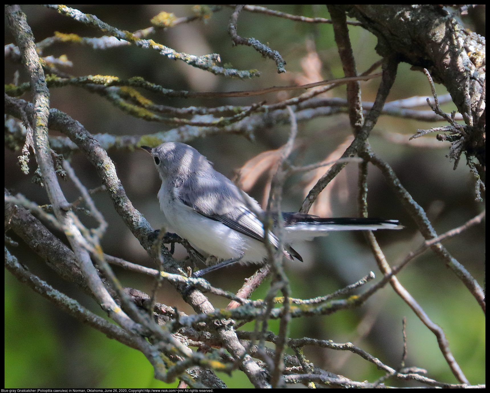 Blue-gray Gnatcatcher (Polioptila caerulea) in Norman, Oklahoma, June 26, 2020