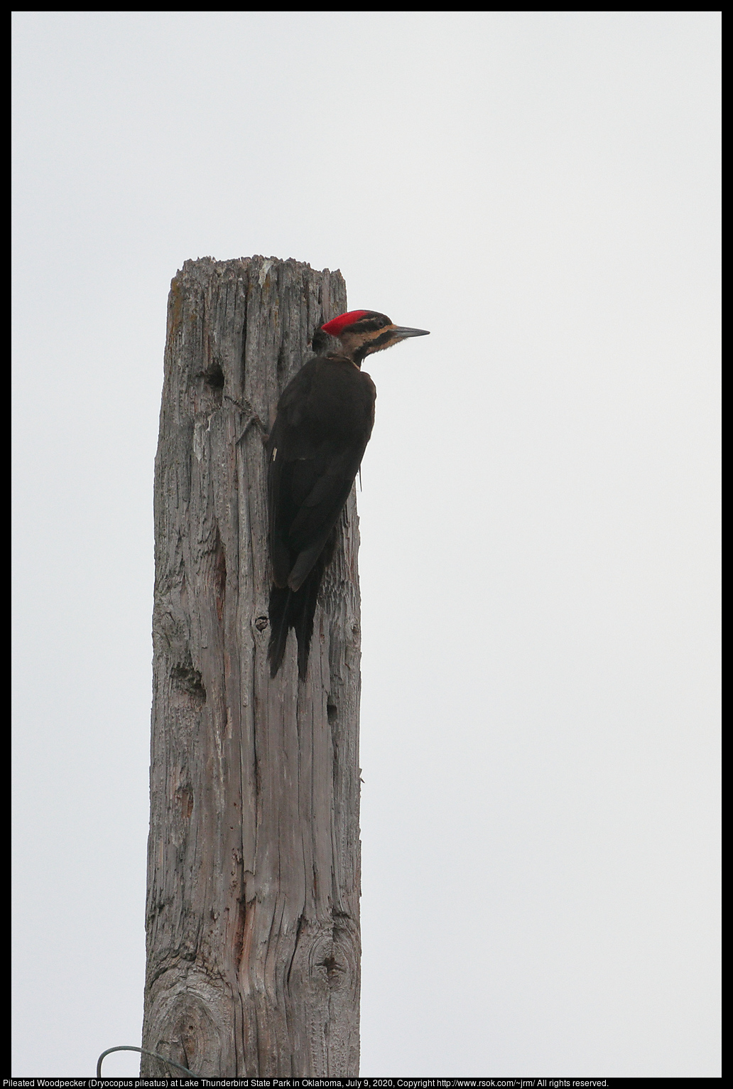 Pileated Woodpecker (Dryocopus pileatus) at Lake Thunderbird State Park in Oklahoma, July 9, 2020