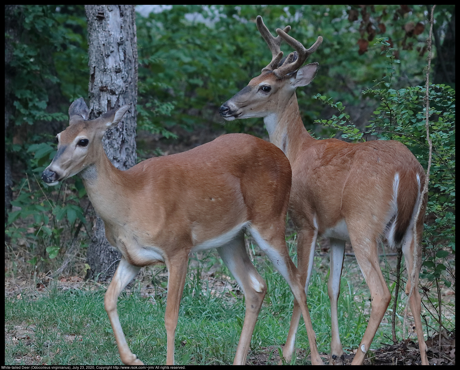 White-tailed Deer (Odocoileus virginianus), July 23, 2020