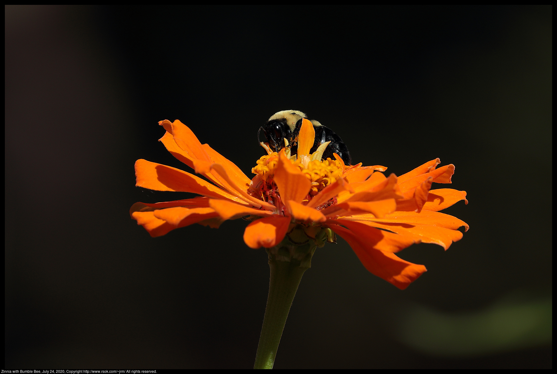 Zinnia with Bumble Bee, July 24, 2020