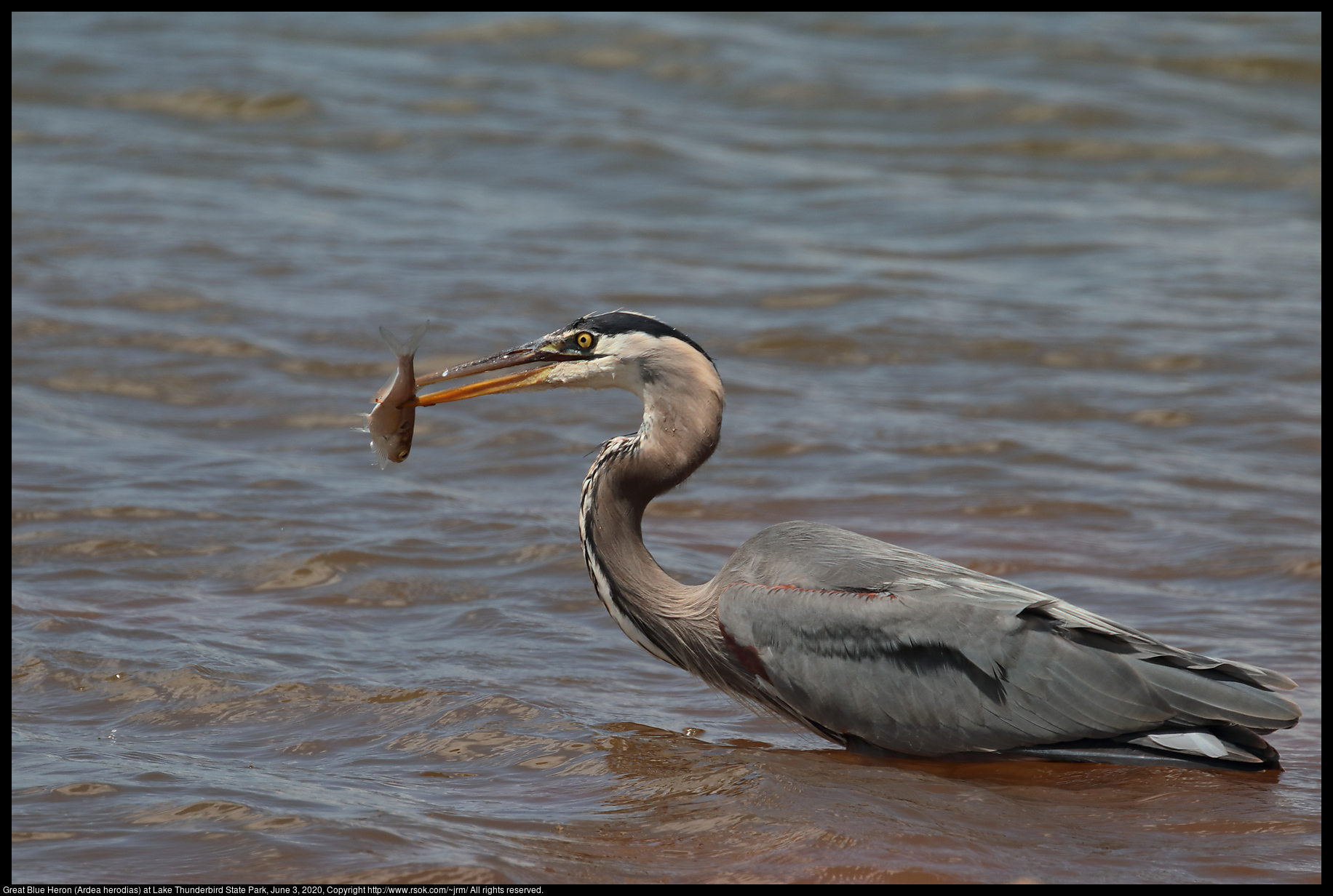 Great Blue Heron (Ardea herodias) at Lake Thunderbird State Park, June 3, 2020