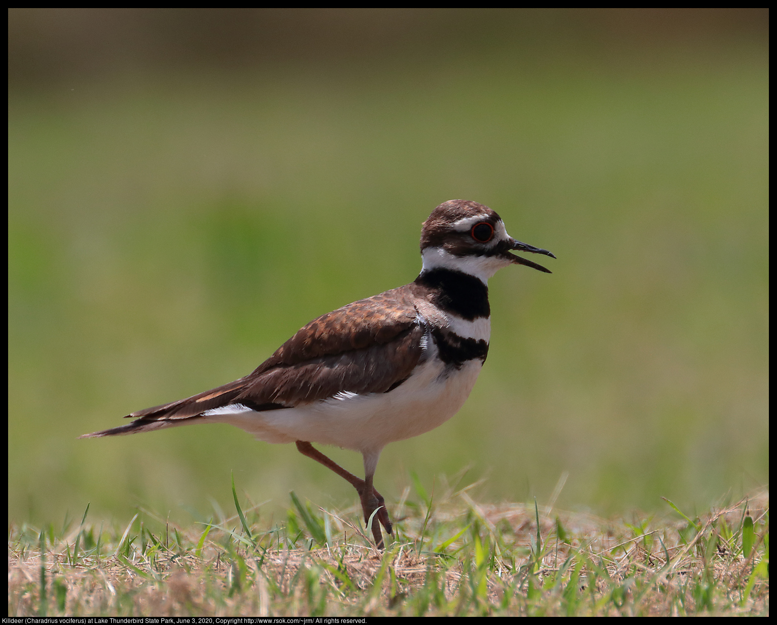 Killdeer (Charadrius vociferus) at Lake Thunderbird State Park, June 3, 2020