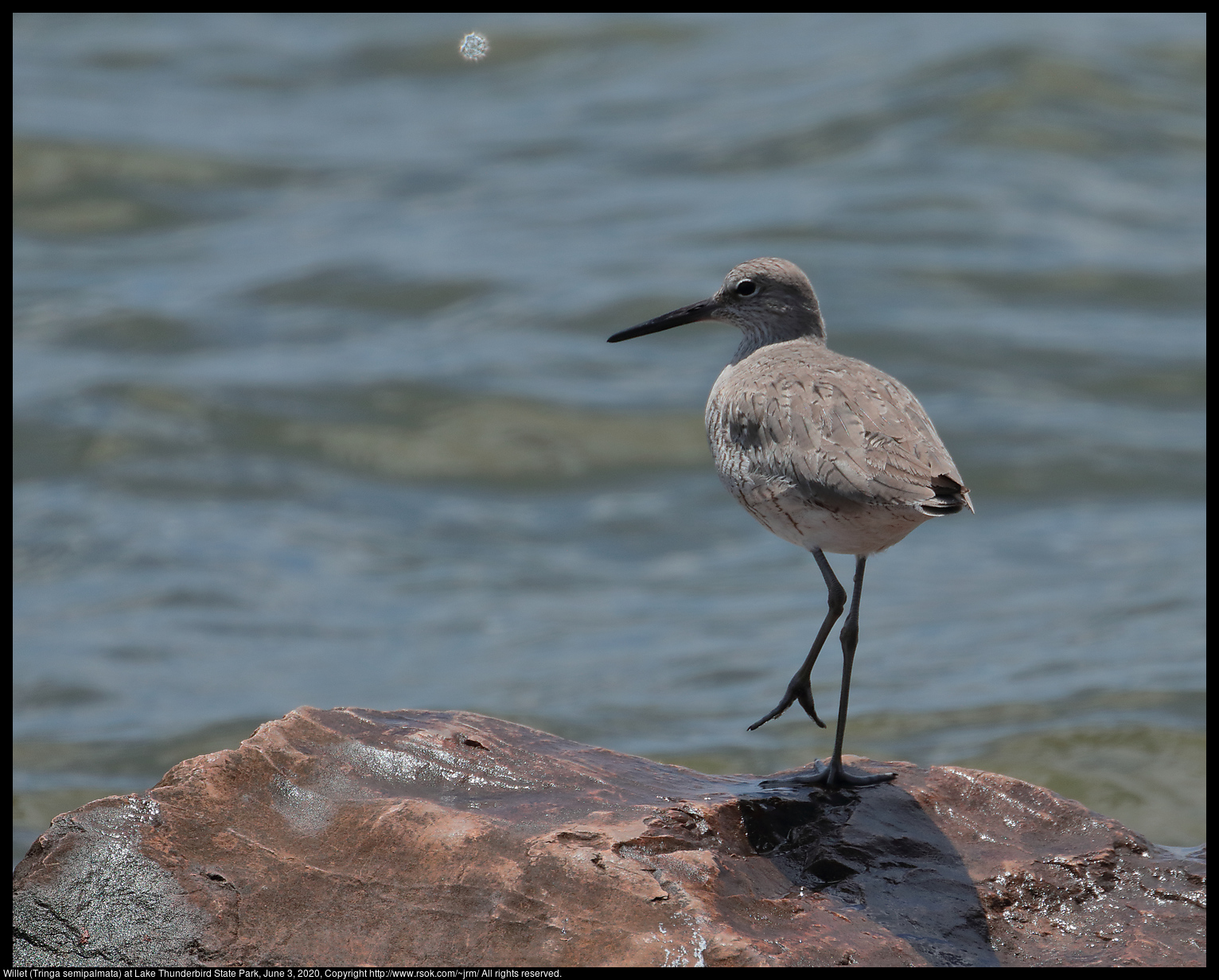 Willet (Tringa semipalmata) at Lake Thunderbird State Park, June 3, 2020