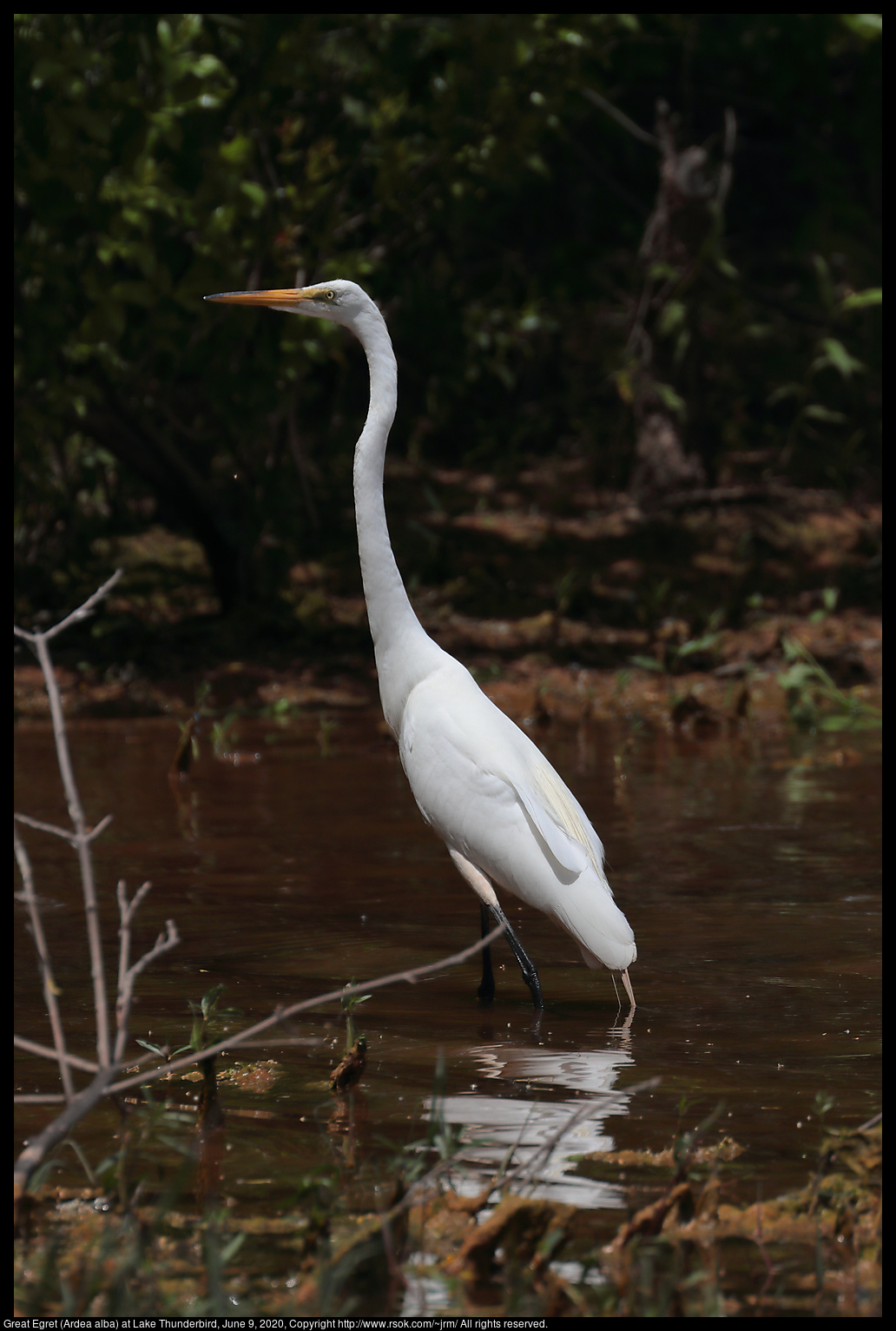 Great Egret (Ardea alba) at Lake Thunderbird, June 9, 2020