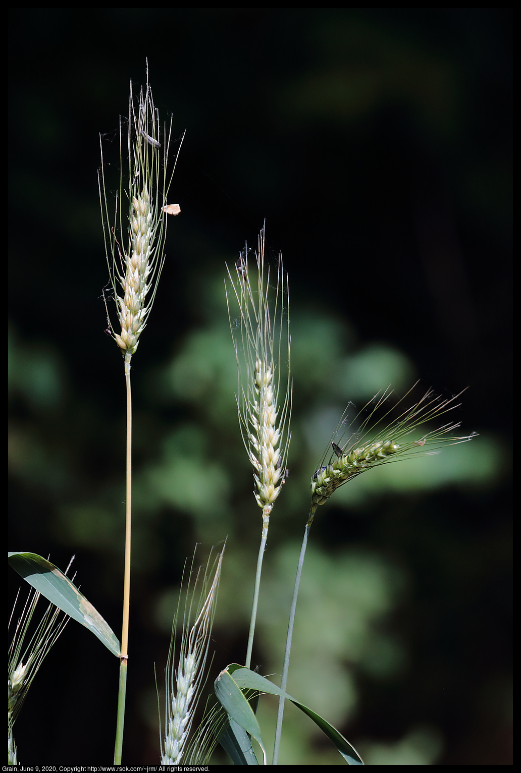 Grain, June 9, 2020