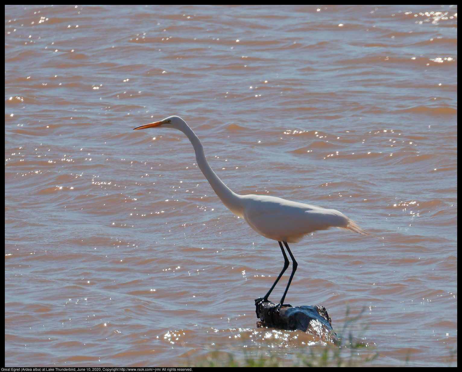 Great Egret (Ardea alba) at Lake Thunderbird, June 10, 2020