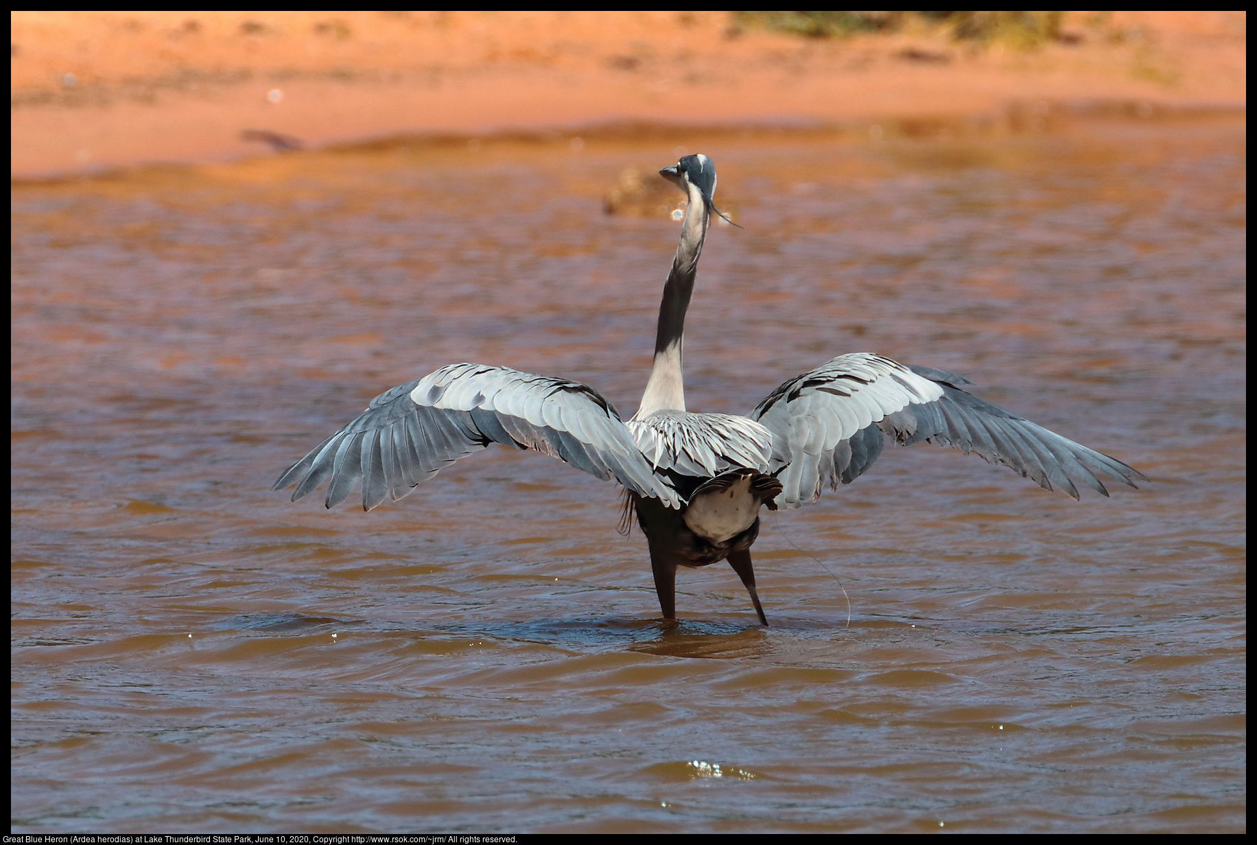 Great Blue Heron (Ardea herodias) at Lake Thunderbird State Park, June 10, 2020