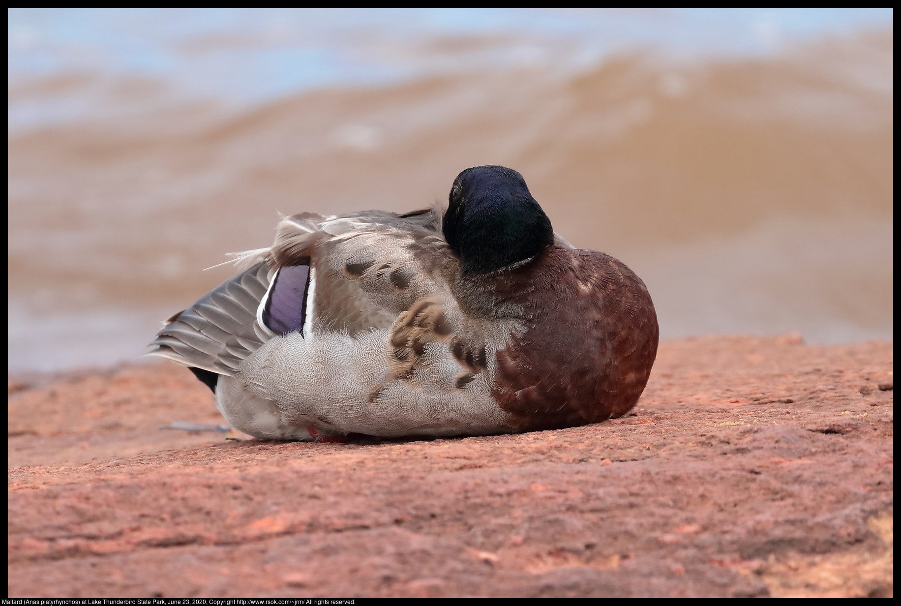 Mallard (Anas platyrhynchos) at Lake Thunderbird State Park, June 23, 2020