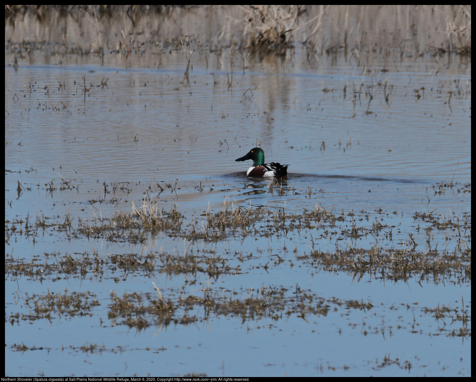 Northern Shoveler (Spatula clypeata) at Salt Plains National Wildlife Refuge, March 6, 2020