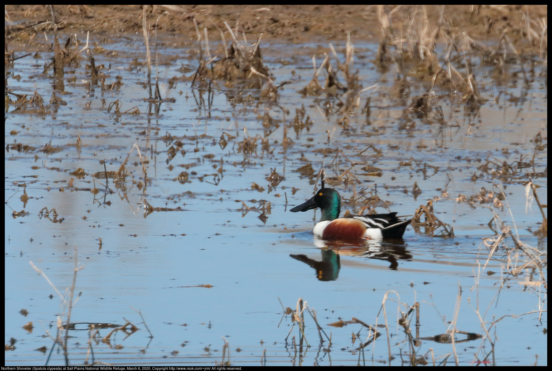 Northern Shoveler (Spatula clypeata) at Salt Plains National Wildlife Refuge, March 6, 2020