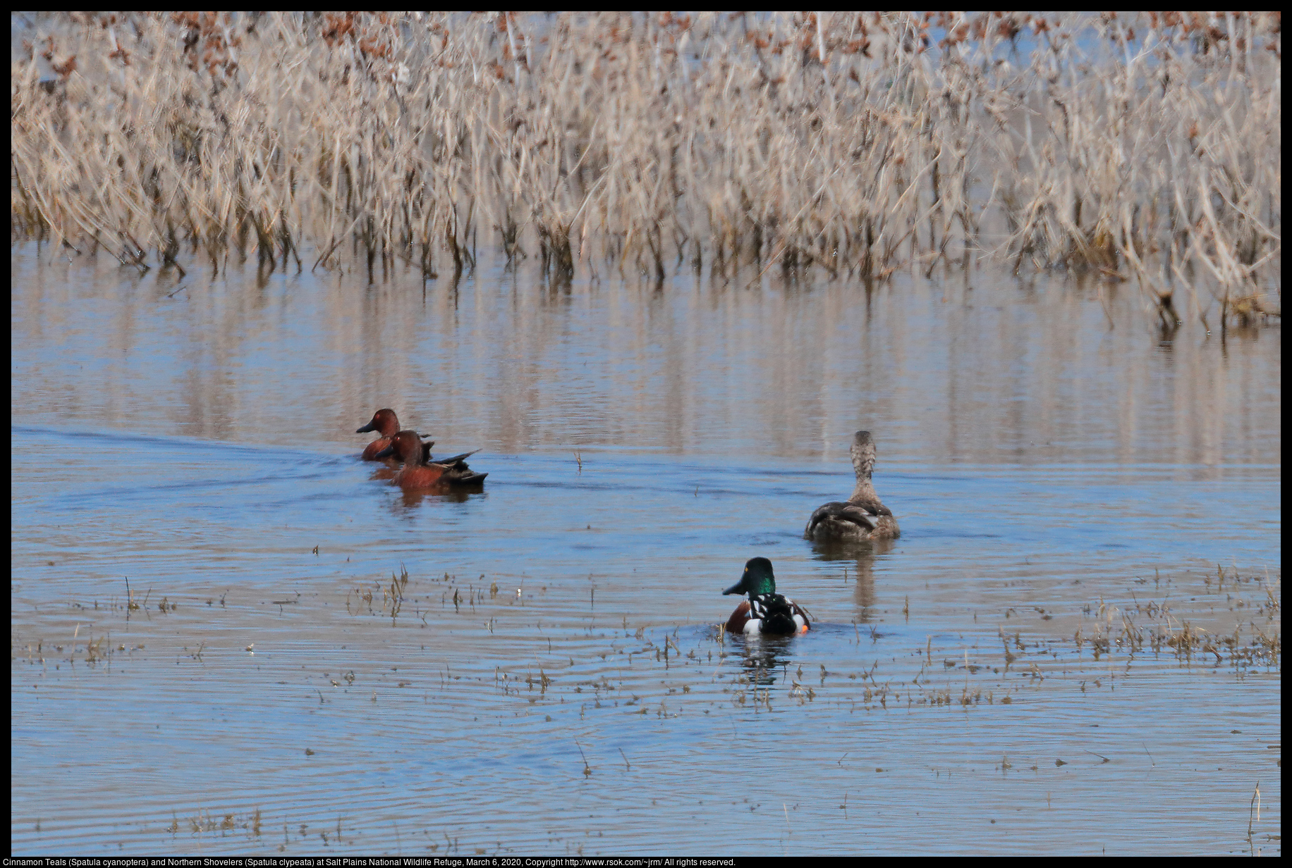 Cinnamon Teals (Spatula cyanoptera) and Northern Shovelers (Spatula clypeata) at Salt Plains National Wildlife Refuge, March 6, 2020