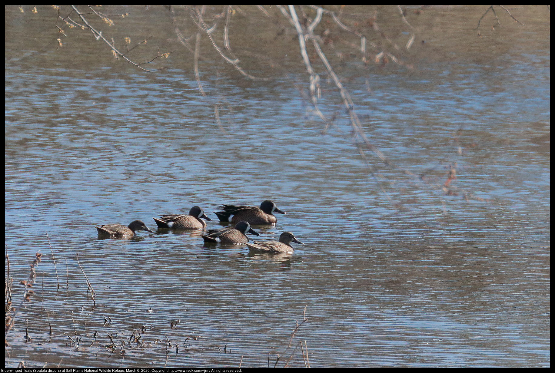 Blue-winged Teals (Spatula discors) at Salt Plains National Wildlife Refuge, March 6, 2020