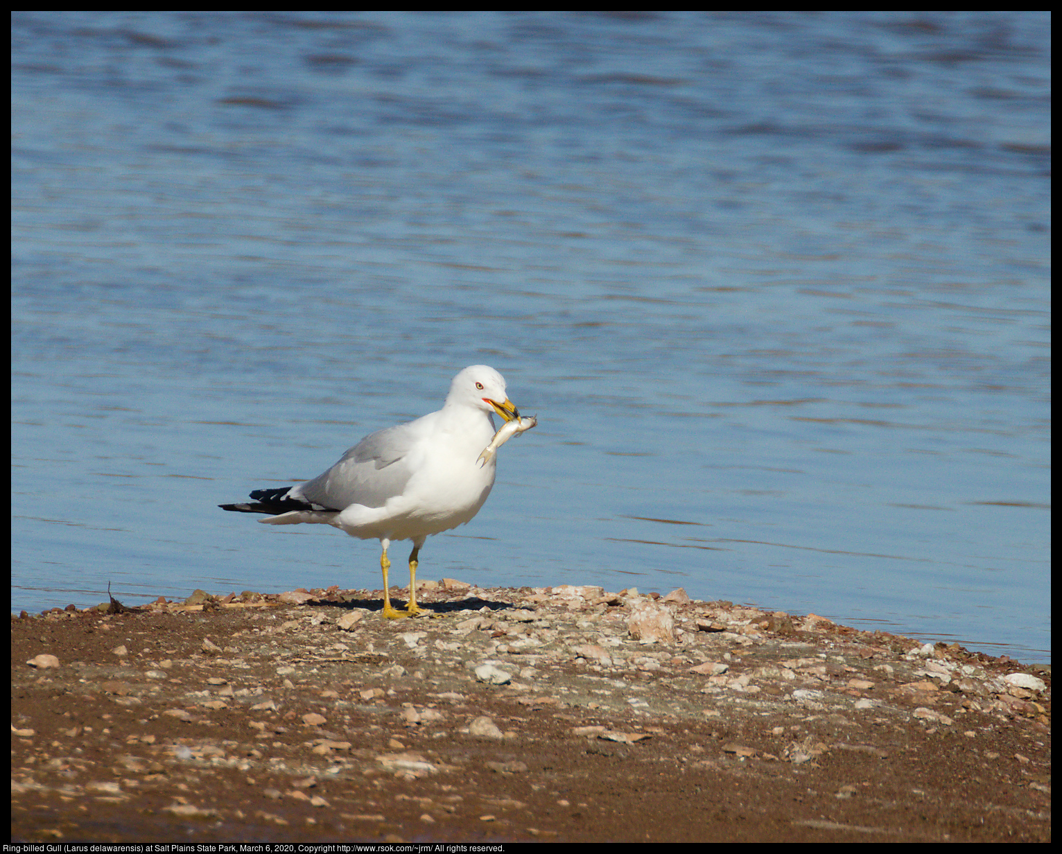 Ring-billed Gull (Larus delawarensis) at Salt Plains State Park, March 6, 2020